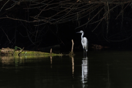 Little egret (Egretta garzetta) standing on a lake. Danube Delta, Romaniaの写真素材