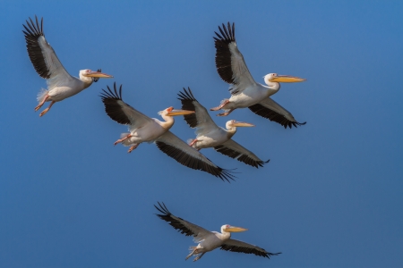 white pelicans  pelecanus onocrotalus  in flight in Danube Delta, Romaniaの写真素材