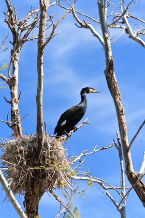 cormorant (phalacrocorax carbo ) on nest in Danube Delta, Romaniaの写真素材