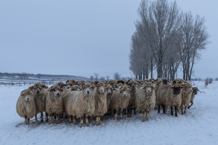 flock of sheep in winter. Comana Natural Park, Romaniaの写真素材