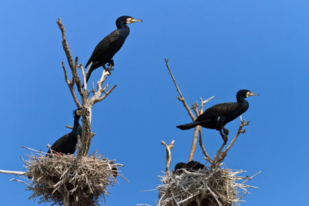 cormorants (phalacrocorax carbo ) on nest in Danube Delta, Romaniaの写真素材