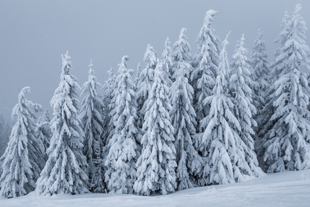pine forest in winter. Postavaru Mountains, Romaniaの写真素材
