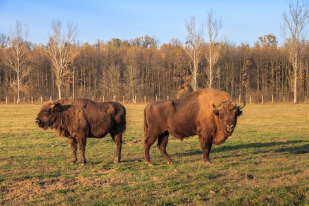 aurochs on green grass in Bucsani, Romaniaの写真素材