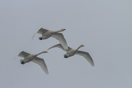 Whooper Swan (Cygnus cygnus) in flight. Location: Comana Natural Park, Romaniaの写真素材