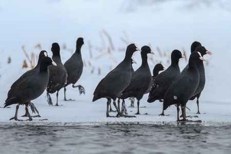 Eurasian coot (Fulica atra) in winter. の写真素材