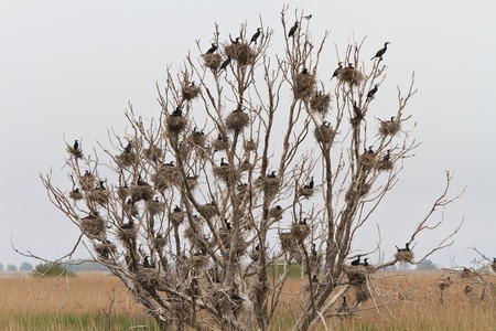 cormorant nests in a tree in Danube Delta, Romaniaの写真素材