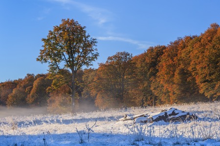 forest landscape from the autumn in winterの写真素材