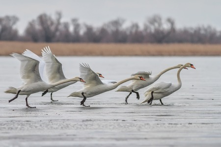 white swans in flight in the Danube Delta, Romaniaの写真素材