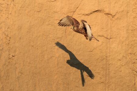 Common Kestrel (falco tinnunculus) in flight. Dobrogea, Romaniaの写真素材