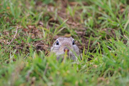 prairie dog (cynomys ludovicianus) sticking out from a burrowの写真素材
