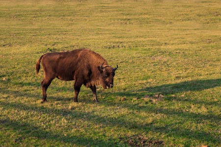 european bison  on green grass in Bucsani, Romaniaの写真素材
