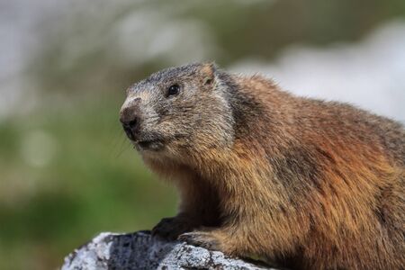 Alpine marmot - Marmota marmota in Italian Dolomitesの写真素材