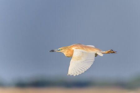 Squacco Heron (Ardeola ralloides)  in flight. Danube Delta, Romaniaの写真素材
