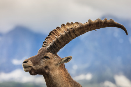 Closeup male Alpine ibex (Capra ibex) in the mountains of the Alps. Mont Blanc, Franceの写真素材