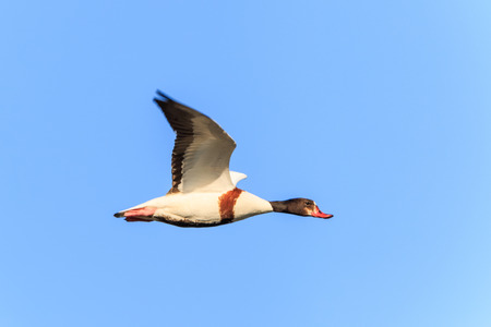 Common Shelduck (Tadorna tadorna) in flight. Danube Delta, Romaniaの写真素材