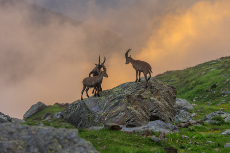 Alpine ibex (Capra ibex) in Mont Blanc, Franceの写真素材