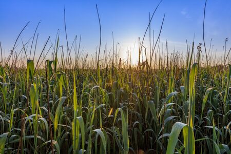 beautiful sunrise in the Danube Delta , Romaniaの写真素材