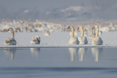 Whooper Swan (Cygnus cygnus) in winter. Location: Comana Natural Park, Romania.の写真素材