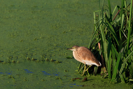 Squacco Heron (Ardeola ralloides) standing in a lakeの写真素材