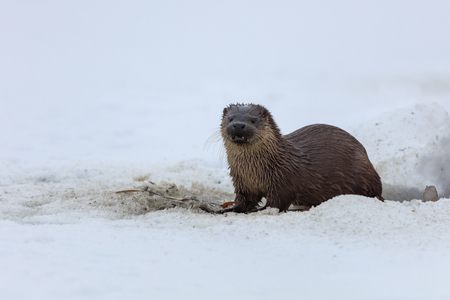 european otter (lutra lutra) in winter. Location: Comana Natural Park, Romaniaの写真素材