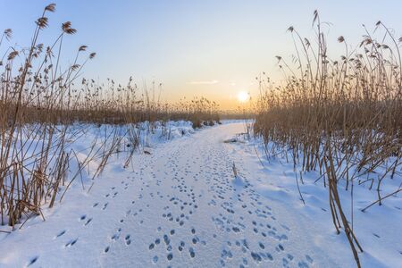 lake in winter. Location: Comana Natural Park, Romania.