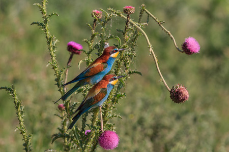 european bee eater (merops apiaster) in Danube Delta, Romania