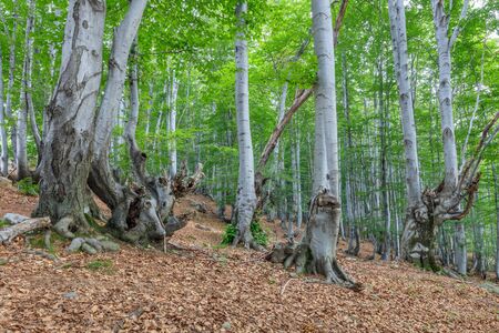 beech forest in the Valcan Mountains, Romaniaの写真素材