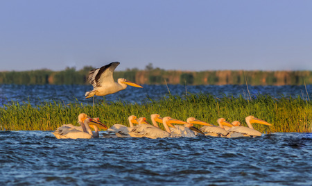 Landscape photo of white pelicans in Danube Delta, Romaniaの写真素材