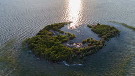 dalmatian pelicans (pelecanus crispus) in Danube Delta. Aerial view with drone. Ceaplace island, Romaniaのeditorial素材