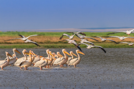 white pelicans (pelecanus onocrotalus). Danube Delta, Romaniaの写真素材