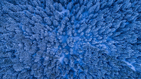 fir forest in winter. Ciucas Mountains, Romaniaの写真素材