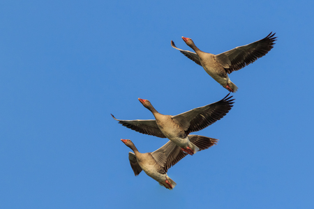 wild greylag geese in flight. Danube Delta, Romaniaの写真素材