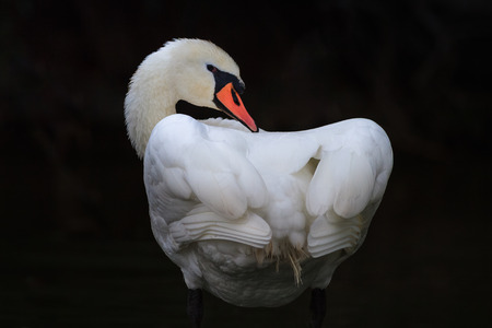white swan in the Danube Delta, Romaniaの写真素材