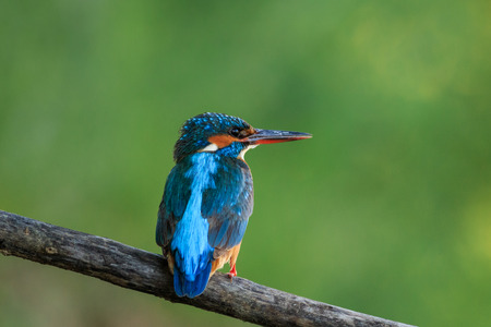 kingfisher (alcedo atthis) in natural habitat. Danub Delta, Romaniaの写真素材