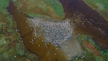 colony of pelicans in the Danube Delta, Romaniaの写真素材