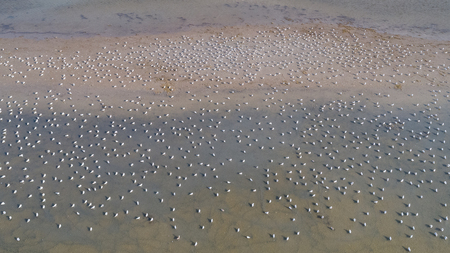 colony of seagulls in Danube Delta, Romaniaの写真素材