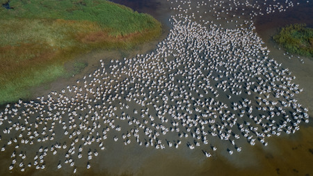 colony of pelicans in the Danube Delta, Romaniaの写真素材