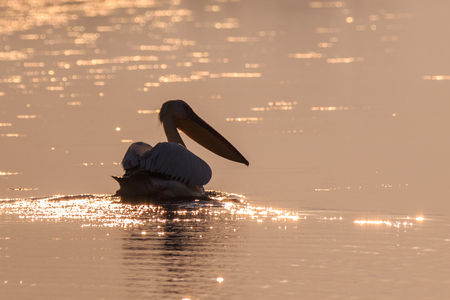 white pelican (pelecanus onocrotalus) in Danube Delta, Romaniaの写真素材