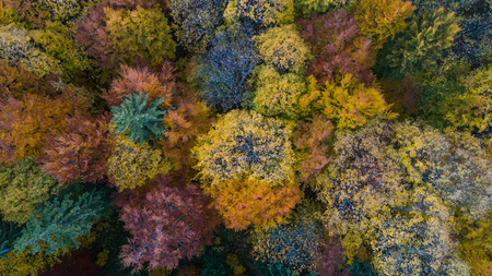 autumn forest in the Ciucas Mountains, Romaniaの写真素材