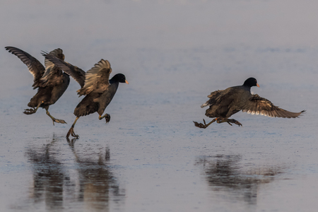 eurasian coot (fulica atra) in winter. Location: Comana Natural Park, Romaniaの写真素材