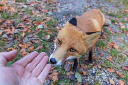 european red fox (vulpes vulpes) in Fagaras Mountains, Romania