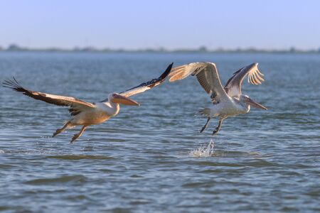 white pelicans in flight. Danube Delta, Romaniaの写真素材