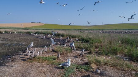 colony of seagulls in Danube Delta, Romaniaの写真素材