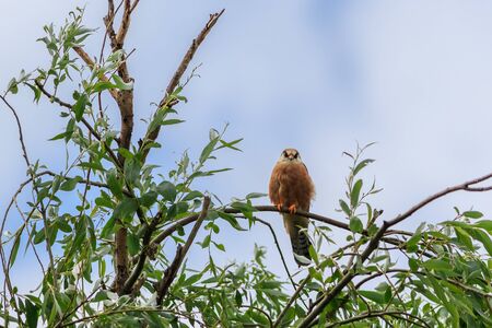 the female red footed falcon in  Danube Delta, Romaniaの写真素材