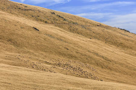 a flock of sheep in Fagaras Mountain, Romania