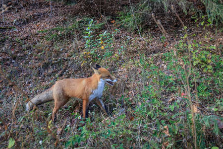european red fox (vulpes vulpes) in Fagaras Mountains, Romania
