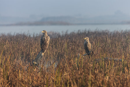 white tailed eagle in Danube Delta Romania