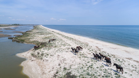 Wild horses in the Danube Delta,  Romaniaの写真素材