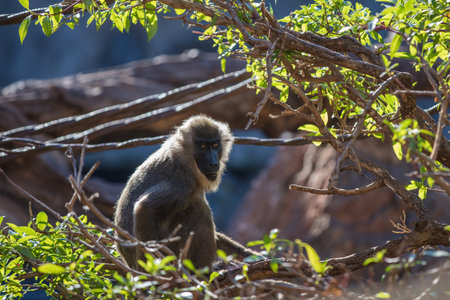 Drill monkey (Mandrillus leucophaeus) in the Bioparc of Valencia, Spain