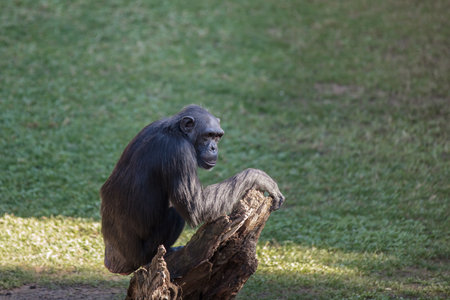 Common chimpanzee (Pan troglodytes) in the Valencia bioparcの写真素材